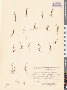MAG 0012788