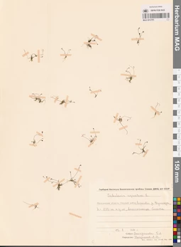 MAG 0012791