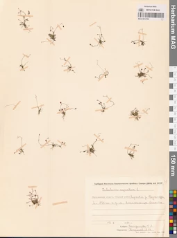 MAG 0012792