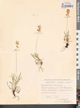 MAG 0012875