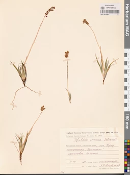 MAG 0012888