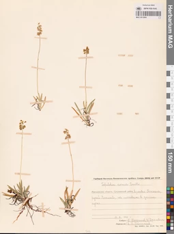MAG 0012894