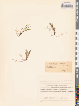 MAG 0012895