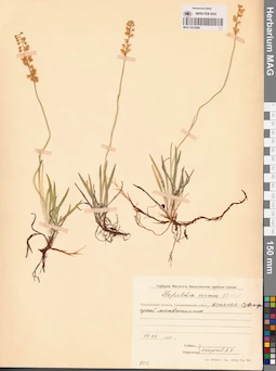 MAG 0012896