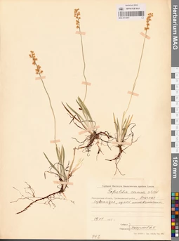 MAG 0012897