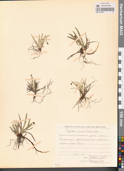 MAG 0012906