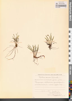 MAG 0012909