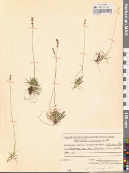 MAG 0012914
