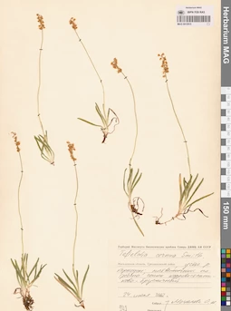 MAG 0012915