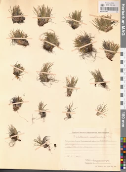 MAG 0012962