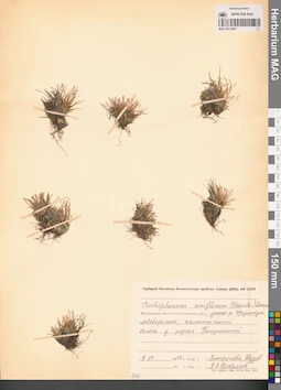 MAG 0012967