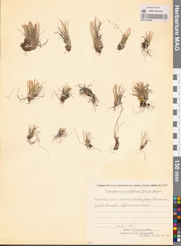 MAG 0012968