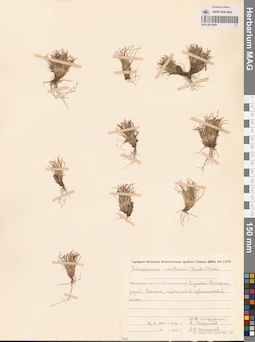 MAG 0012969