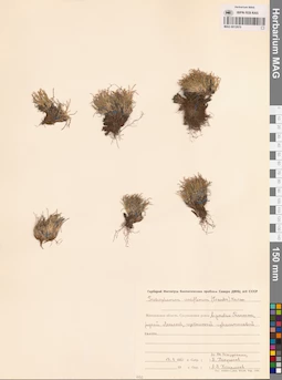 MAG 0012970