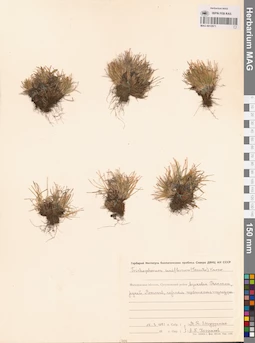 MAG 0012971