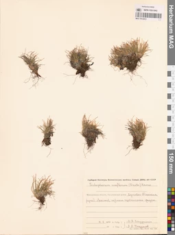 MAG 0012972