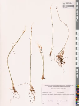 MAG 0012973