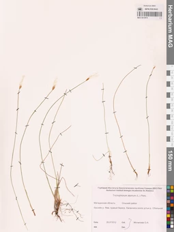 MAG 0012974