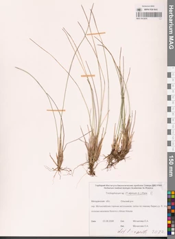 MAG 0012976