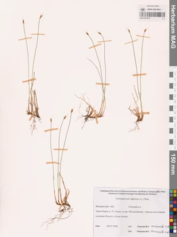 MAG 0012977