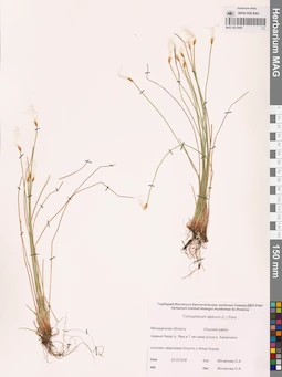 MAG 0012985