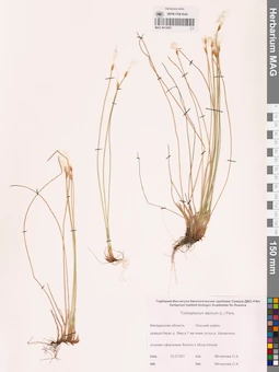 MAG 0012987
