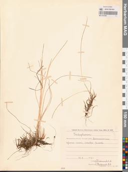 MAG 0012992