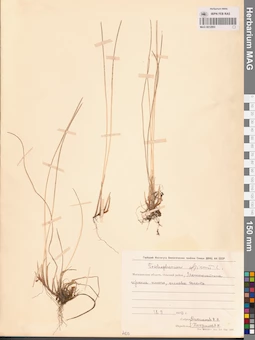MAG 0012993