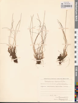 MAG 0012995