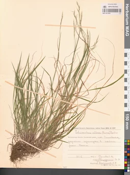 MAG 0013065