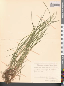 MAG 0013067