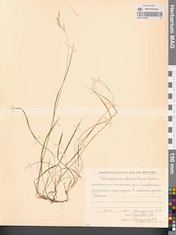 MAG 0013068