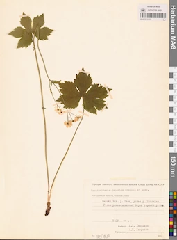 MAG 0013133