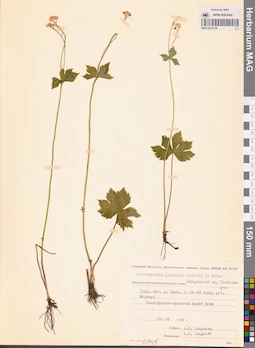 MAG 0013134