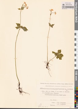 MAG 0013135