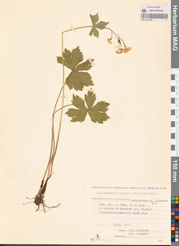 MAG 0013136