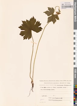 MAG 0013137