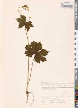 MAG 0013138
