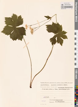 MAG 0013139