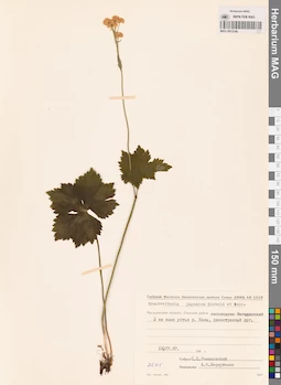 MAG 0013140