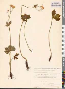 MAG 0013141