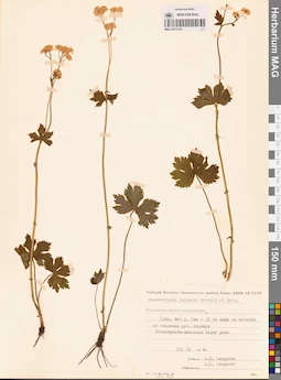 MAG 0013142
