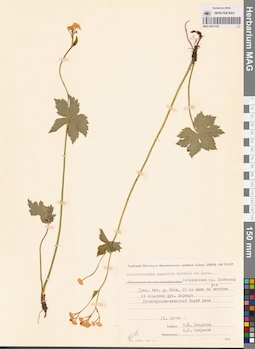 MAG 0013143