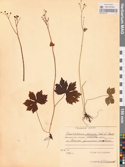 MAG 0013146