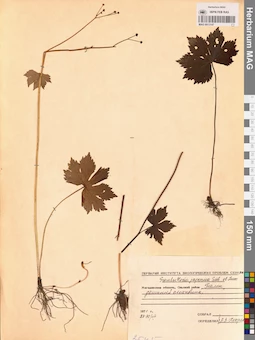 MAG 0013147