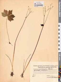 MAG 0013148