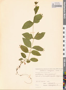 MAG 0013153