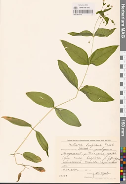 MAG 0013155