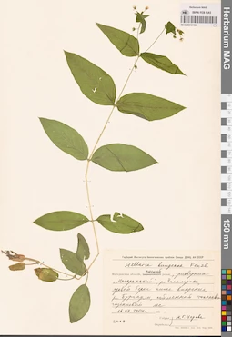 MAG 0013156