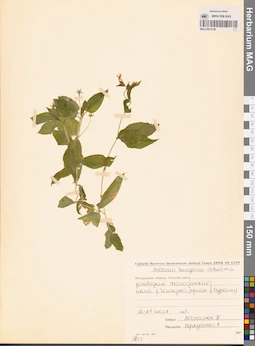 MAG 0013159